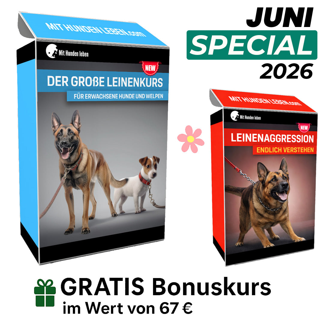 Leinentraining: Werde zum Profi an der Leine!