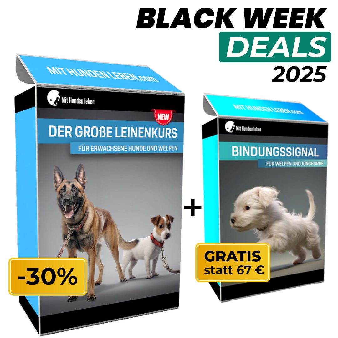 Leinentraining: Werde zum Profi an der Leine! - Mit Hunden leben