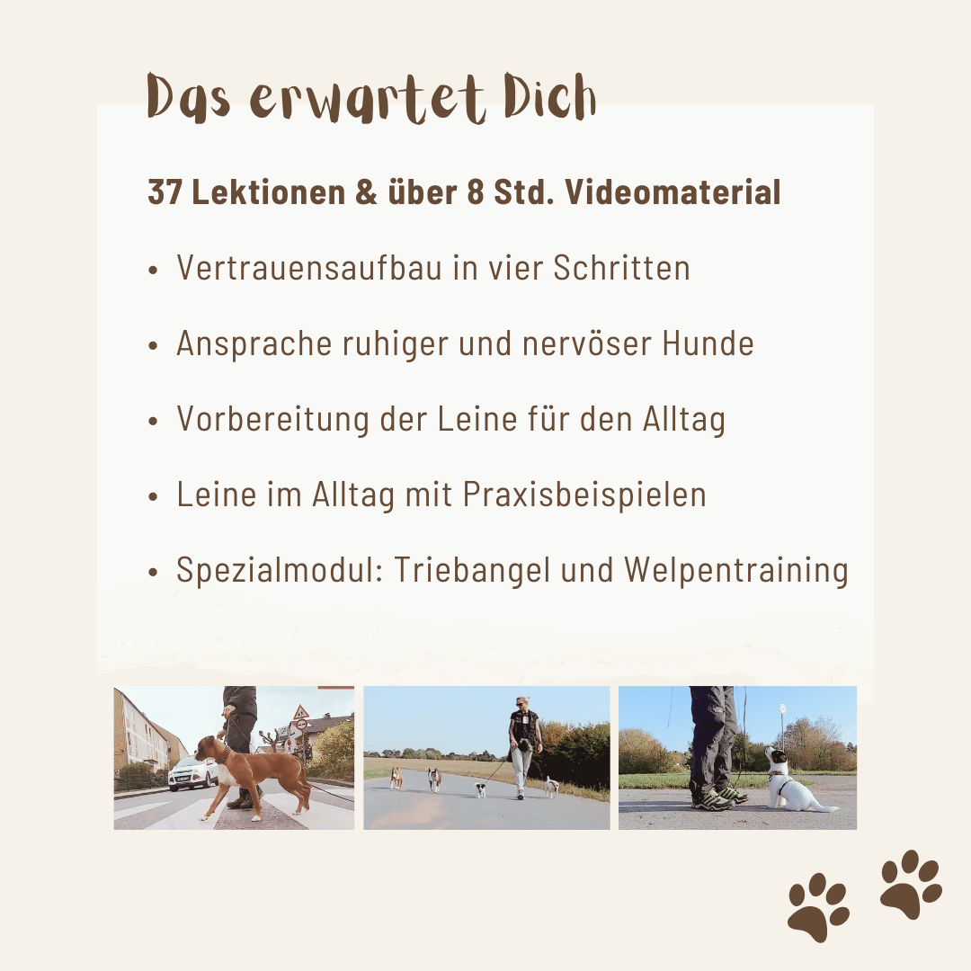 Leinentraining: Werde zum Profi an der Leine! - Mit Hunden leben