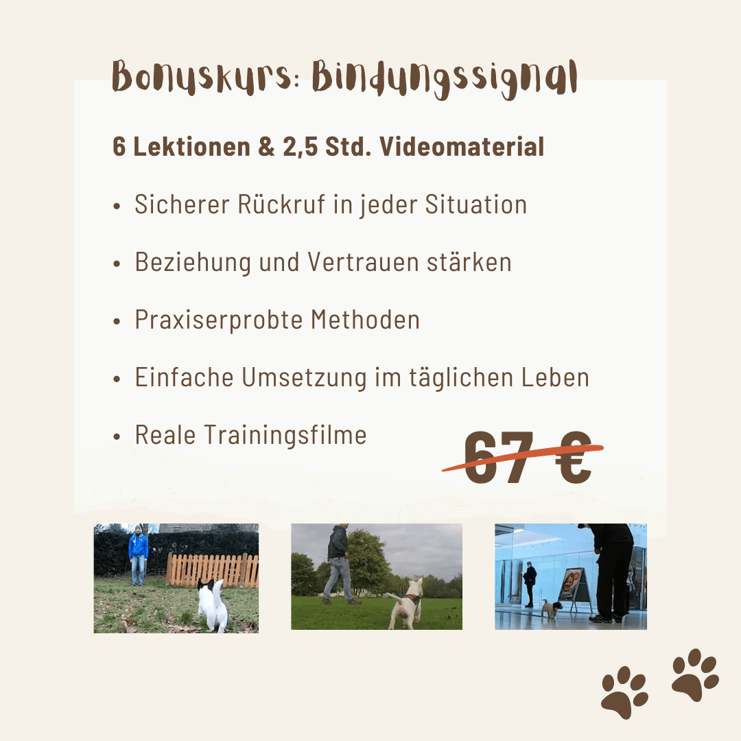Leinentraining: Werde zum Profi an der Leine! - Mit Hunden leben