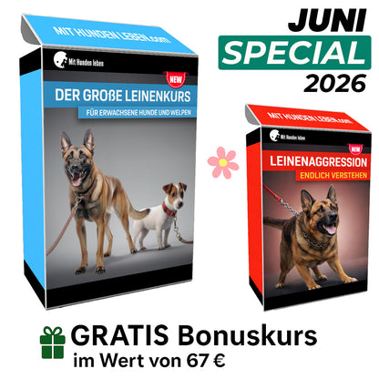 Leinentraining: Werde zum Profi an der Leine!