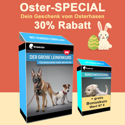 Leinentraining: Werde zum Profi an der Leine!