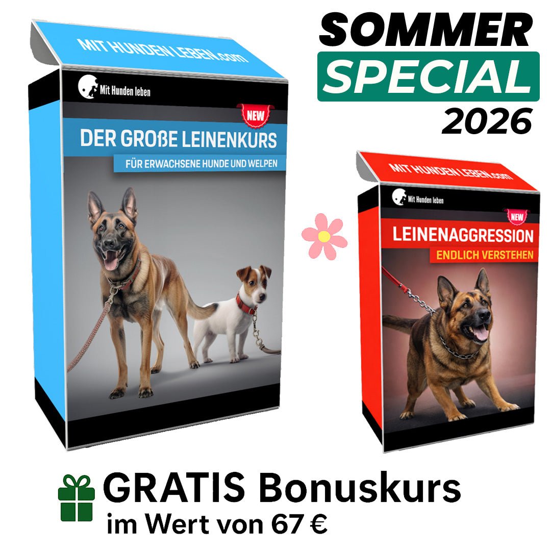 Leinentraining: Werde zum Profi an der Leine! - Mit Hunden leben