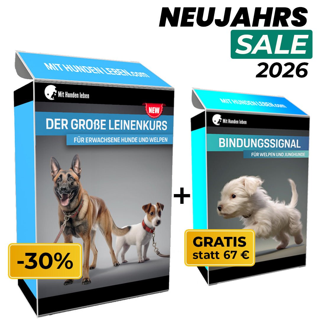 Leinentraining: Werde zum Profi an der Leine! - Mit Hunden leben