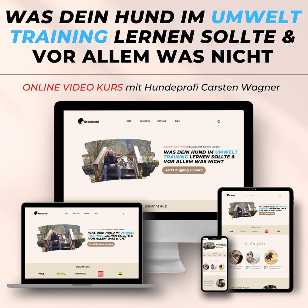 Was dein Hund im Umwelttraining lernen sollte &amp; vor allem was nicht - Mit Hunden leben